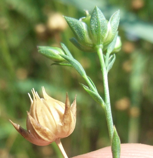 Linum bienne